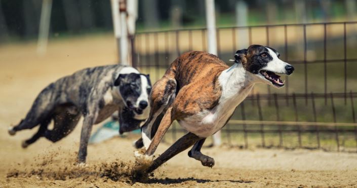 2 Hunde laufen auf einer Rennbahn